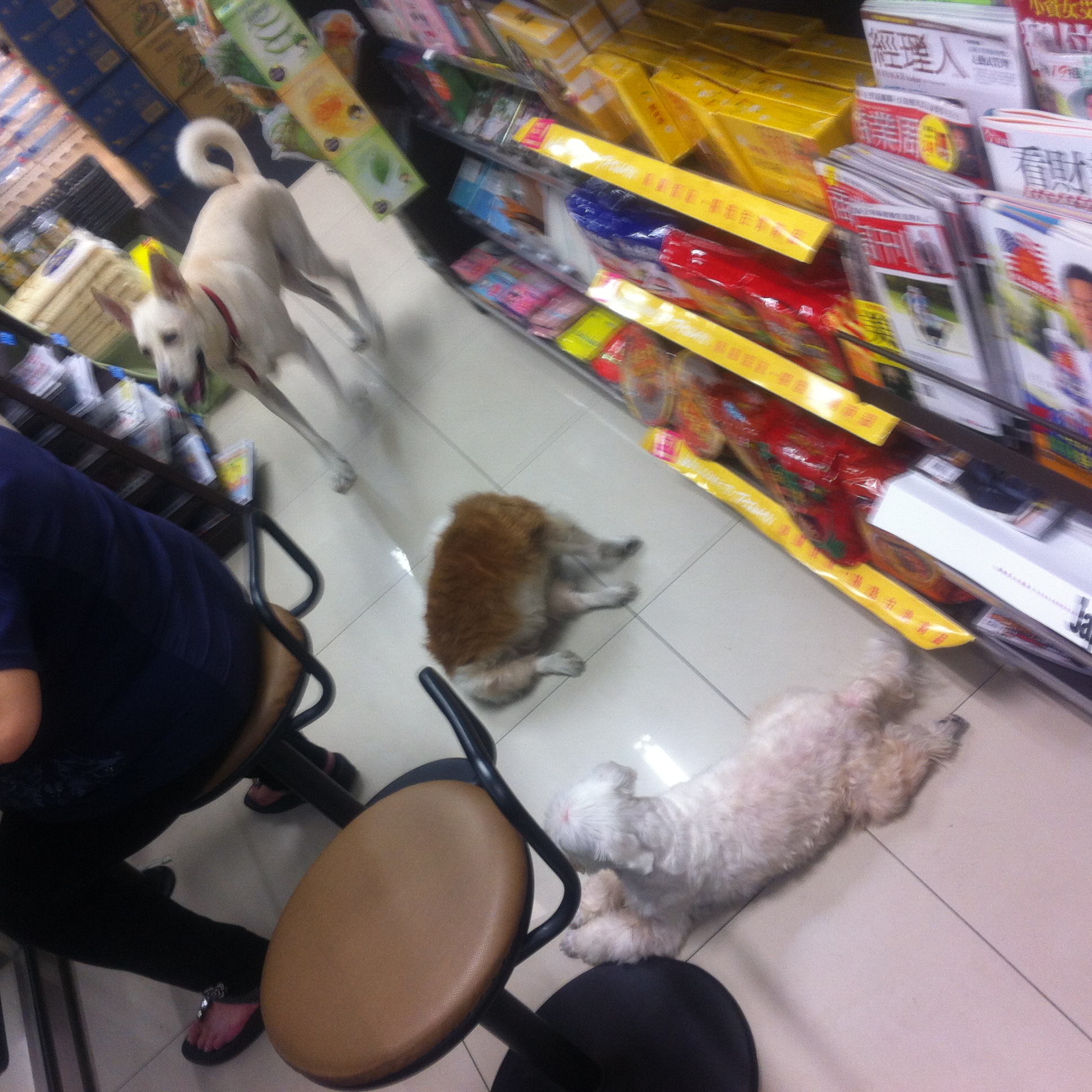 生活 台湾のコンビニには普通に犬が入ってくる