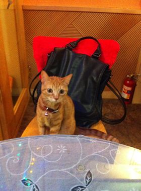 【猫好き】台北の猫カフェ「猫花園」
